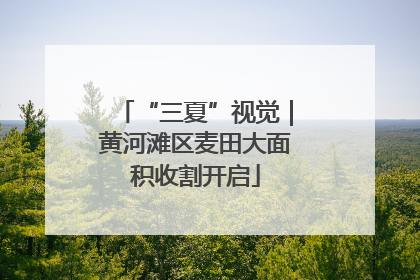 “三夏”视觉｜黄河滩区麦田大面积收割开启