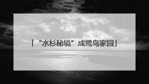 “水杉秘境”成鹭鸟家园