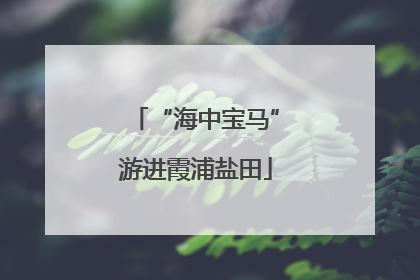 “海中宝马”游进霞浦盐田