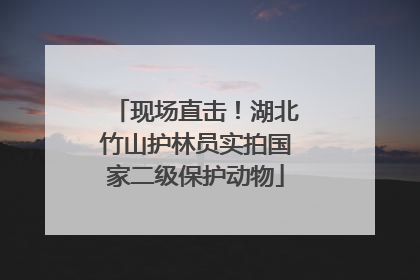 现场直击！湖北竹山护林员实拍国家二级保护动物