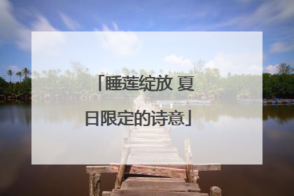 睡莲绽放 夏日限定的诗意