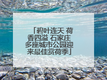 碧叶连天 荷香四溢 石家庄多座城市公园迎来最佳赏荷季