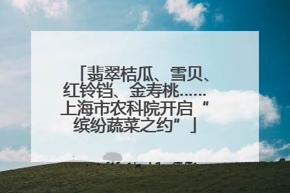 翡翠桔瓜、雪贝、红铃铛、金寿桃……上海市农科院开启“缤纷蔬菜之约”