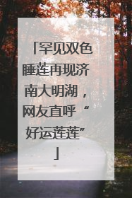 罕见双色睡莲再现济南大明湖，网友直呼“好运莲莲”