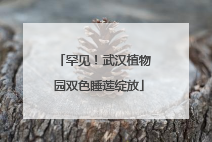 罕见！武汉植物园双色睡莲绽放