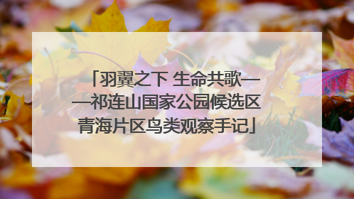 羽翼之下 生命共歌——祁连山国家公园候选区青海片区鸟类观察手记
