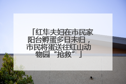 红隼夫妇在市民家阳台孵蛋多日未归，市民将蛋送往红山动物园“抢救”