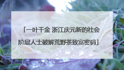 一叶千金 浙江庆元新的社会阶层人士破解荒野茶致富密码