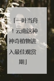 一叶当舟！云南这种神奇植物进入最佳观赏期
