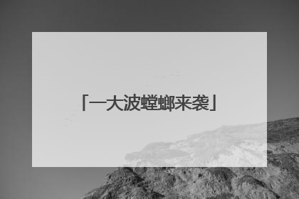 一大波螳螂来袭