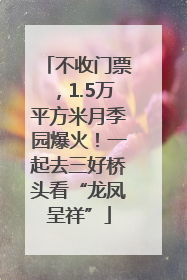 不收门票，1.5万平方米月季园爆火！一起去三好桥头看“龙凤呈祥”