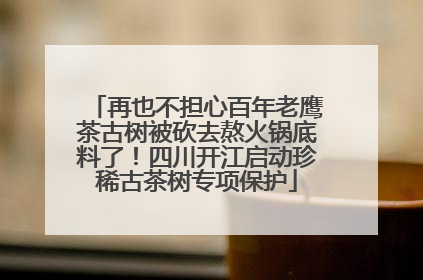 再也不担心百年老鹰茶古树被砍去熬火锅底料了！四川开江启动珍稀古茶树专项保护