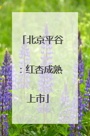 北京平谷：红杏成熟上市