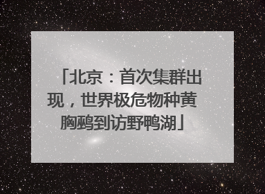 北京：首次集群出现，世界极危物种黄胸鹀到访野鸭湖