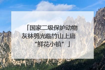 国家二级保护动物灰林鸮光临竹山上庸“鲜花小镇”