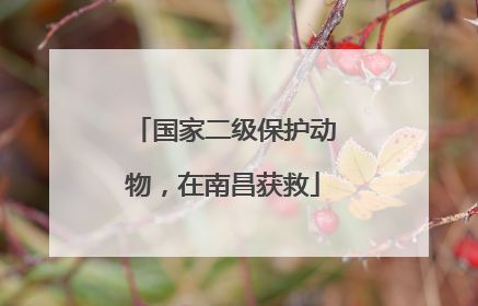 国家二级保护动物，在南昌获救