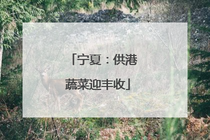 宁夏：供港蔬菜迎丰收