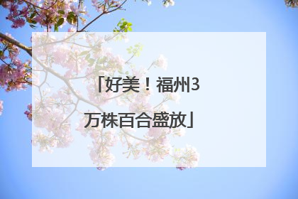 好美！福州3万株百合盛放