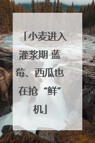 小麦进入灌浆期 蓝莓、西瓜也在抢“鲜”机