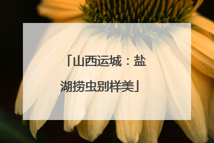 山西运城：盐湖捞虫别样美