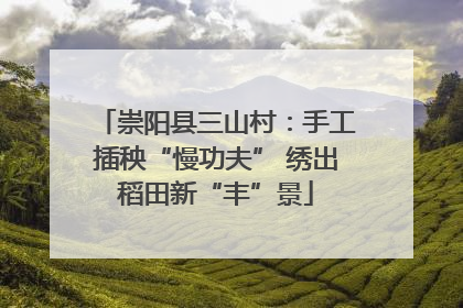 崇阳县三山村：手工插秧“慢功夫” 绣出稻田新“丰”景