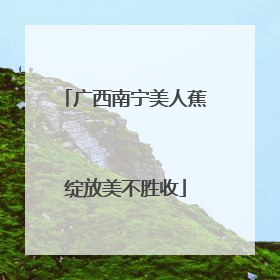 广西南宁美人蕉绽放美不胜收