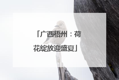 广西梧州：荷花绽放迎盛夏