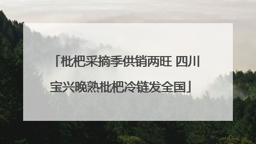 枇杷采摘季供销两旺 四川宝兴晚熟枇杷冷链发全国