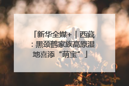 新华全媒+｜西藏：黑颈鹤家族高原湿地喜添“萌宝”