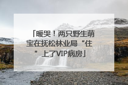 暖哭！两只野生萌宝在抚松林业局“住”上了VIP病房