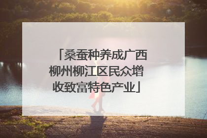 桑蚕种养成广西柳州柳江区民众增收致富特色产业
