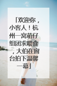 欢迎你，小客人！杭州一窝萌仔组团求喂食，大伯在窗台拍下温馨一幕