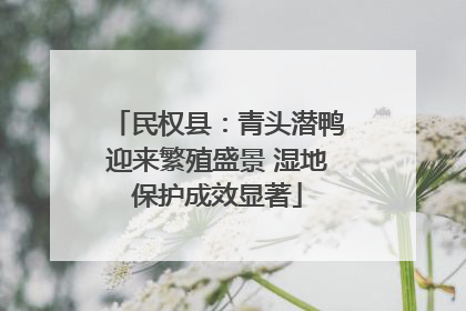 民权县：青头潜鸭迎来繁殖盛景 湿地保护成效显著