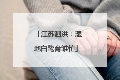江苏泗洪：湿地白鹭育雏忙