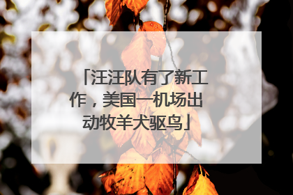 汪汪队有了新工作，美国一机场出动牧羊犬驱鸟