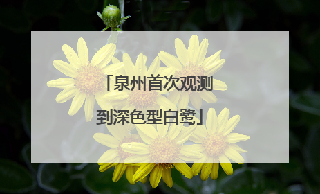 泉州首次观测到深色型白鹭