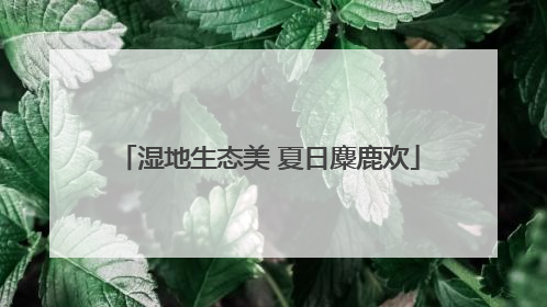 湿地生态美 夏日麋鹿欢