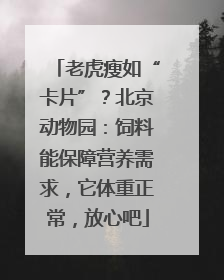 老虎瘦如“卡片”？北京动物园：饲料能保障营养需求，它体重正常，放心吧