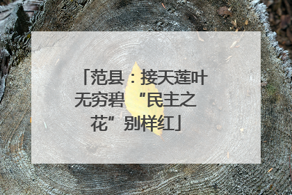 范县：接天莲叶无穷碧 “民主之花”别样红