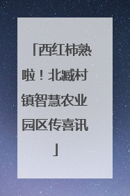 西红柿熟啦！北臧村镇智慧农业园区传喜讯