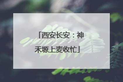 西安长安：神禾塬上麦收忙