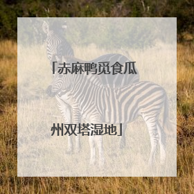 赤麻鸭觅食瓜州双塔湿地