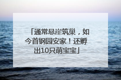 通常悬崖筑巢，如今首钢园安家！还孵出10只萌宝宝