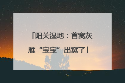 阳关湿地：首窝灰雁“宝宝”出窝了